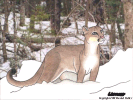 A mountain lioness in the snow