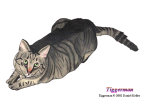 A portrait of Tiggerman, my cat