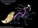 For the astronomers out there, here is Vulpecula the little fox constellation with all of her stars labeled.